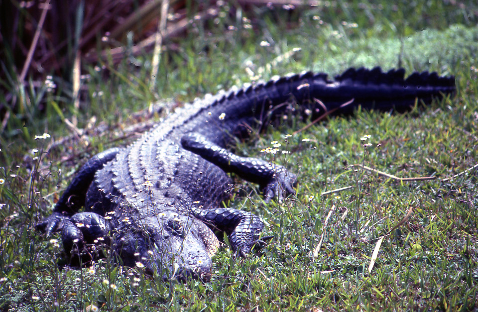 florida-keys--everglades-051_536277045_o_v1.jpg