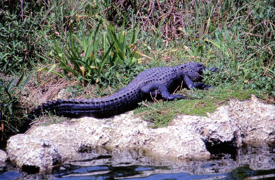 florida-keys--everglades-053_536279277_o_v1.jpg