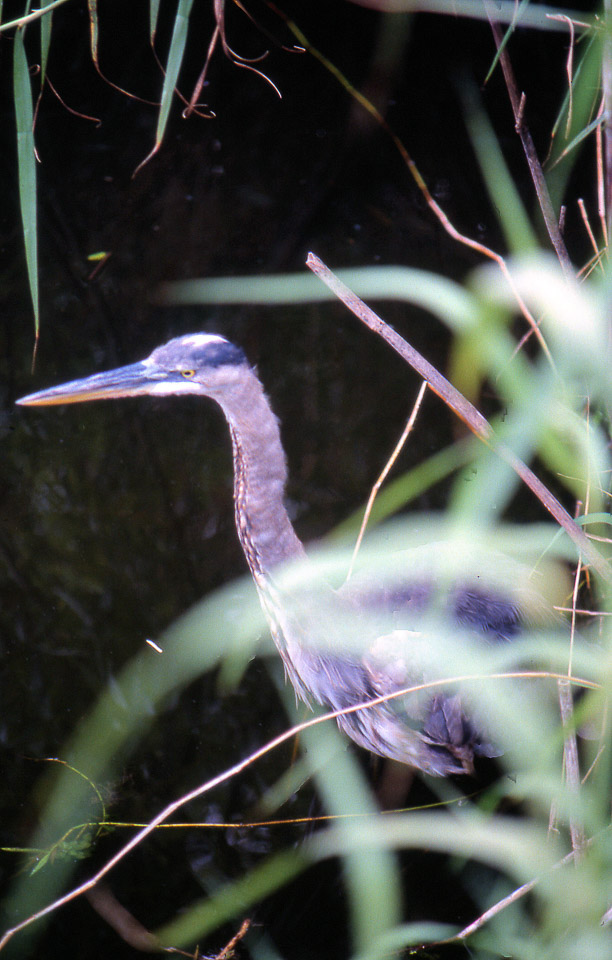florida-keys--everglades-059_536496385_o.jpg