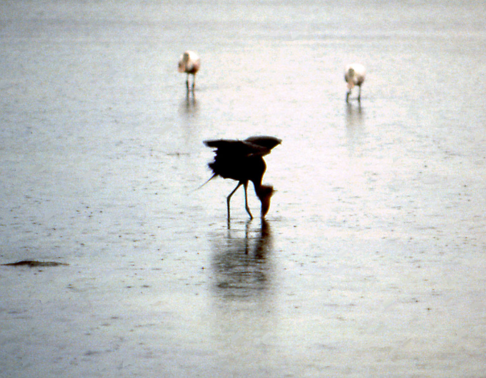 florida-keys--everglades-062_536382904_o.jpg