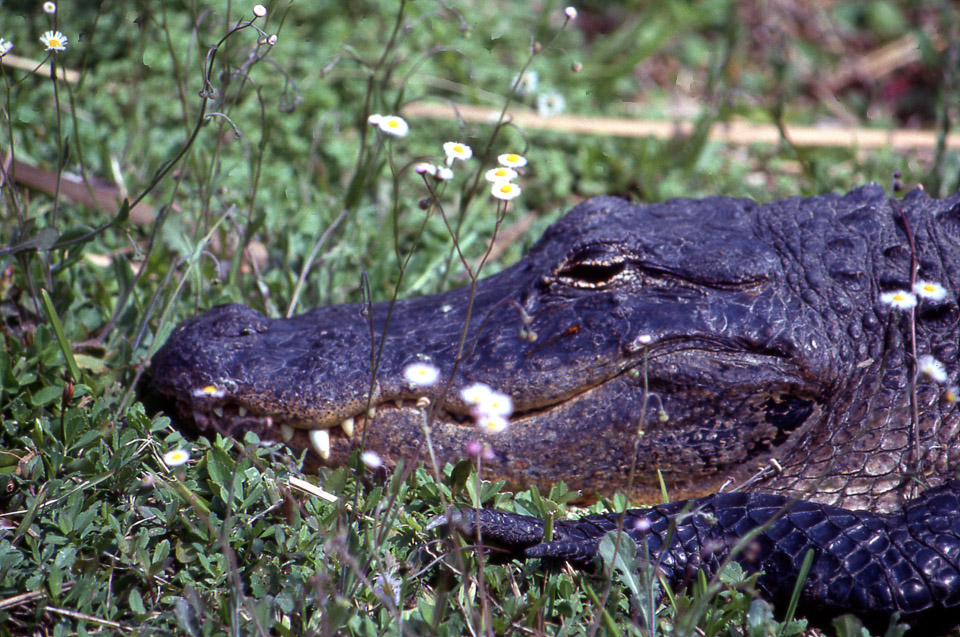 florida-keys--everglades-066_536385092_o.jpg