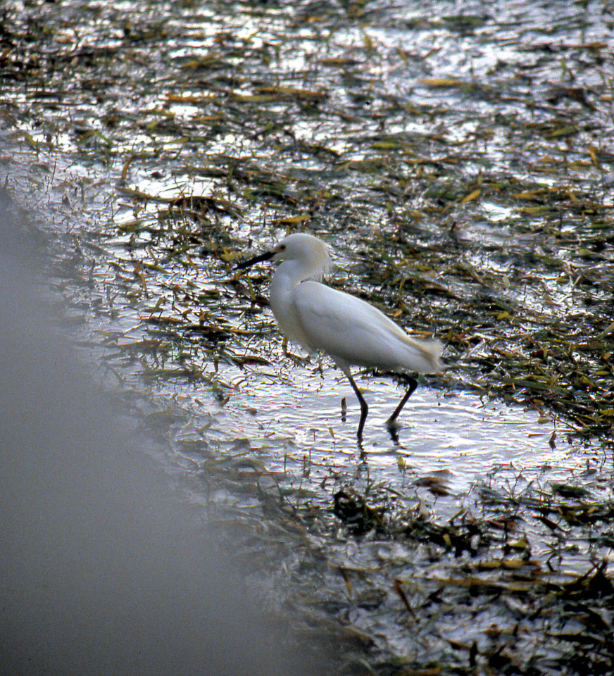 florida-keys--everglades-067_536385580_o.jpg