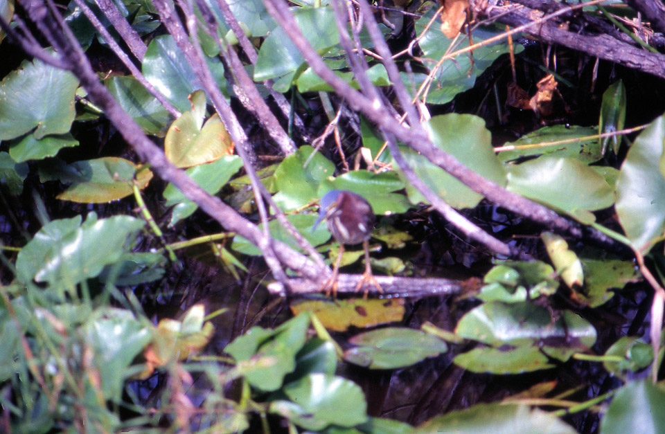 florida-keys--everglades-078_536505373_o.jpg
