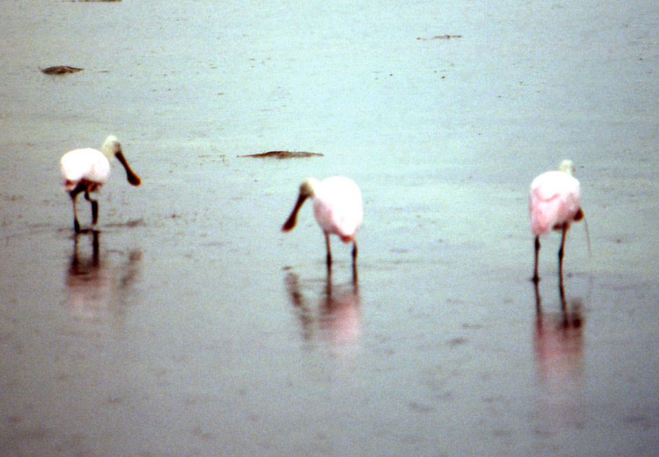florida-keys--everglades-084_536392534_o.jpg
