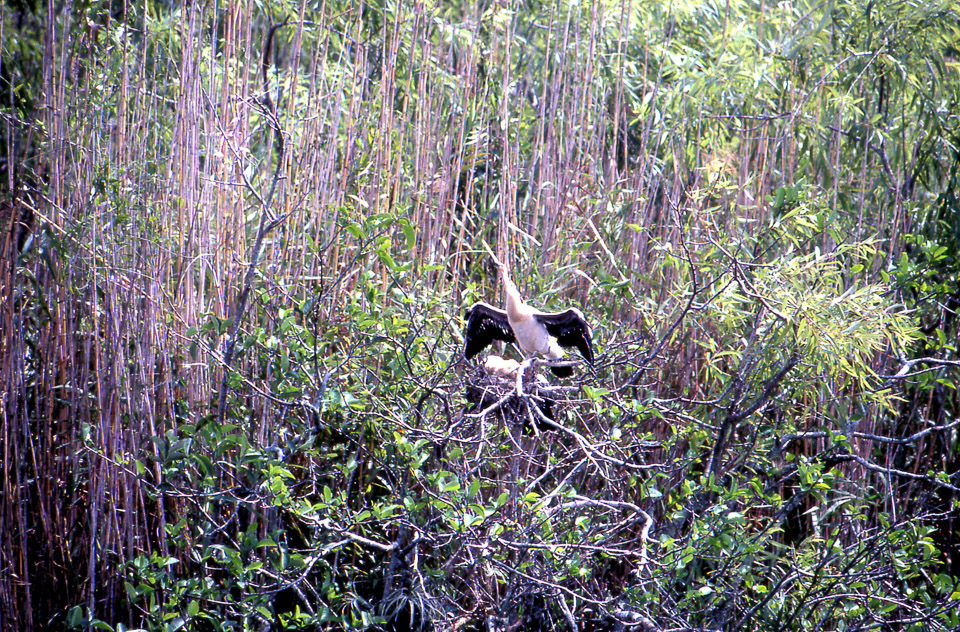 florida-keys--everglades-085_536508693_o.jpg