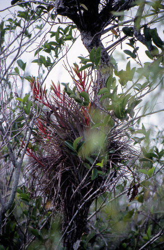 florida-keys--everglades-003_536092858_o.jpg