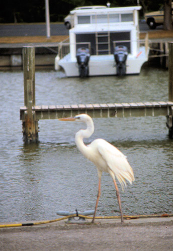 florida-keys--everglades-025_536135362_o_v1.jpg