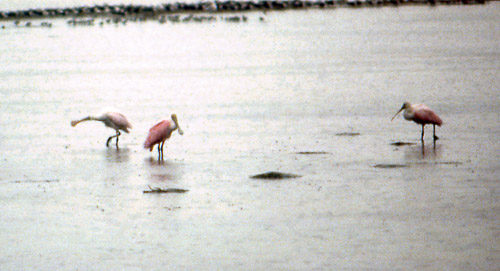 florida-keys--everglades-028_536258607_o_v1.jpg