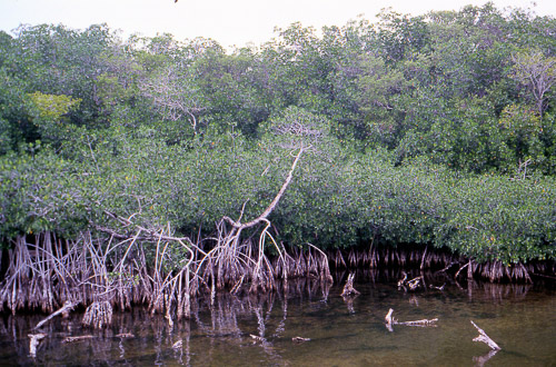 florida-keys--everglades-030_536265601_o_v1.jpg