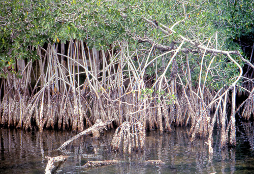 florida-keys--everglades-042_536157288_o.jpg