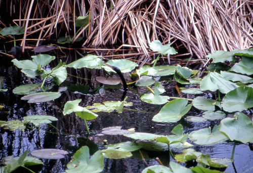florida-keys--everglades-069_536502023_o.jpg