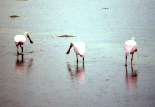 florida-keys--everglades-084_536392534_o_v1.jpg