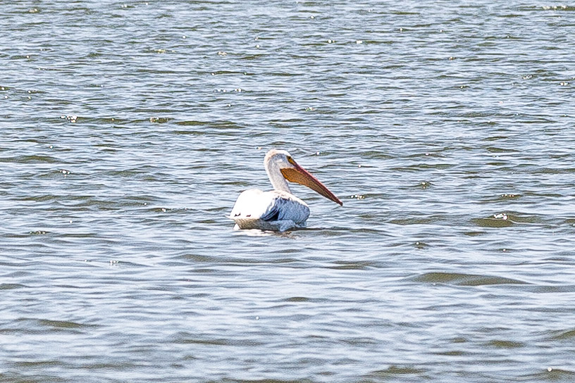 IMG_7367.jpg