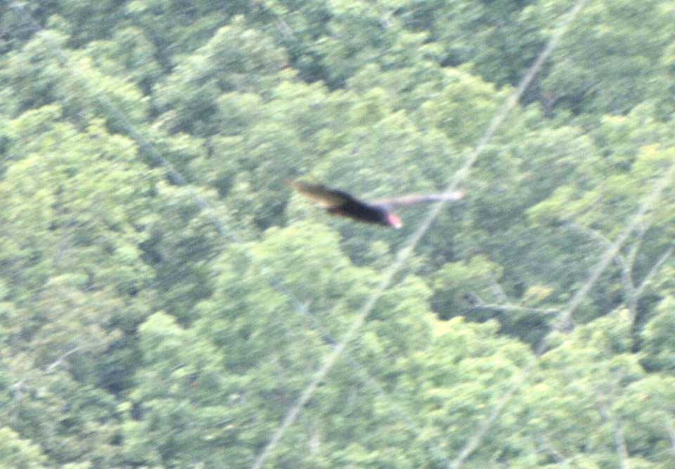 arkansas-2009-p8011046_3815865703_o.jpg