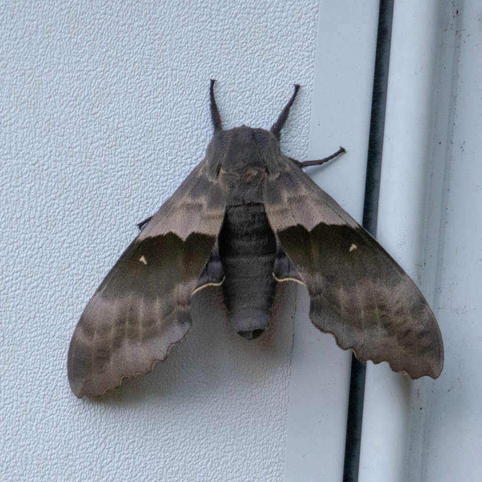 Minnesota-2018-06-P1020620.jpg