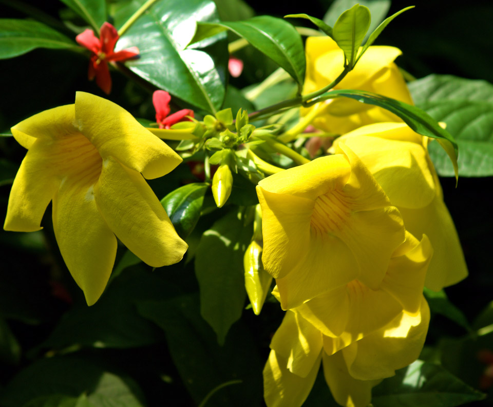 missouri-botanical-garden-p8021165_3820620120_o.jpg