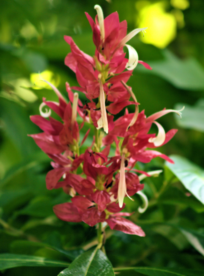 missouri-botanical-garden-p8021169_3819818841_o.jpg