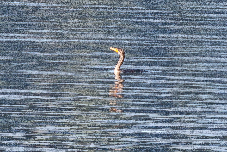 IMG_9723.jpg