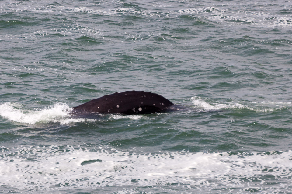 Oregon-Coast-IMG_9885.jpg