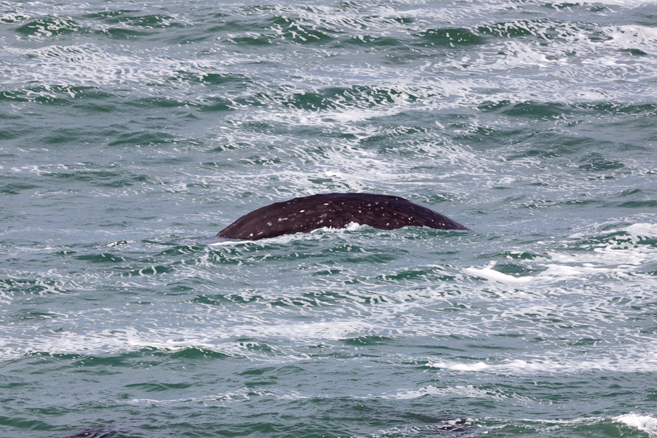 Oregon-Coast-IMG_9892.jpg