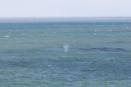 Oregon-Coast-IMG_9863.jpg Oregon-Coast-IMG_9863.jpg