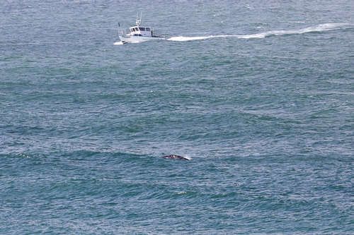 Oregon-Coast-IMG_9867.jpg Oregon-Coast-IMG_9867.jpg