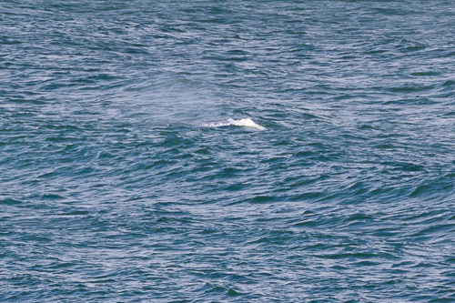 Oregon-Coast-IMG_9868.jpg Oregon-Coast-IMG_9868.jpg