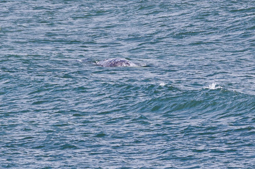 Oregon-Coast-IMG_9869.jpg Oregon-Coast-IMG_9869.jpg