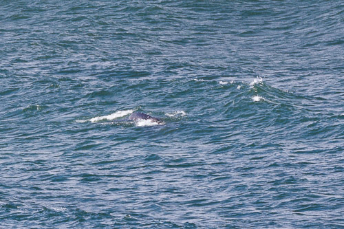 Oregon-Coast-IMG_9870.jpg Oregon-Coast-IMG_9870.jpg