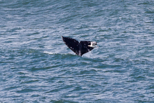 Oregon-Coast-IMG_9871.jpg Oregon-Coast-IMG_9871.jpg