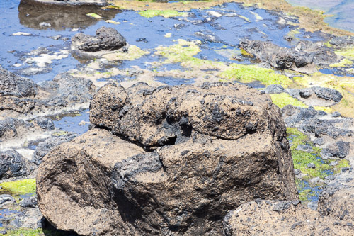 Oregon-Coast-IMG_9876.jpg Oregon-Coast-IMG_9876.jpg