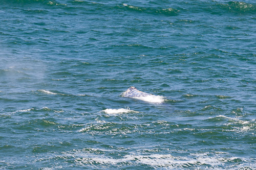 Oregon-Coast-IMG_9881.jpg Oregon-Coast-IMG_9881.jpg