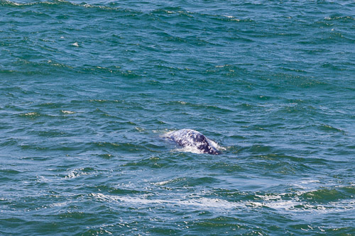 Oregon-Coast-IMG_9882.jpg Oregon-Coast-IMG_9882.jpg