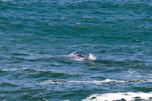 Oregon-Coast-IMG_9883.jpg Oregon-Coast-IMG_9883.jpg