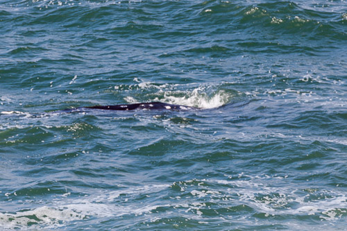 Oregon-Coast-IMG_9884.jpg Oregon-Coast-IMG_9884.jpg