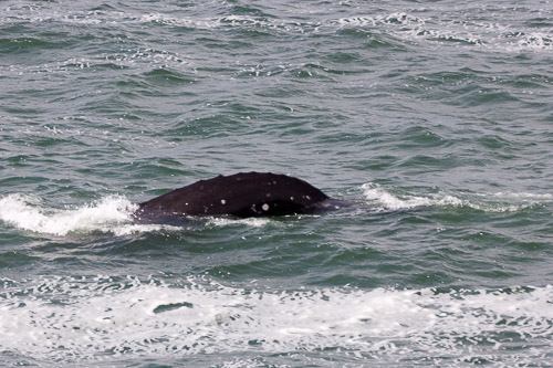 Oregon-Coast-IMG_9885.jpg Oregon-Coast-IMG_9885.jpg