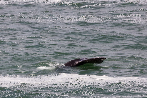 Oregon-Coast-IMG_9886.jpg Oregon-Coast-IMG_9886.jpg