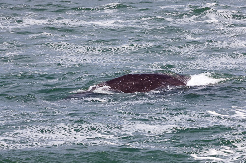 Oregon-Coast-IMG_9890.jpg Oregon-Coast-IMG_9890.jpg