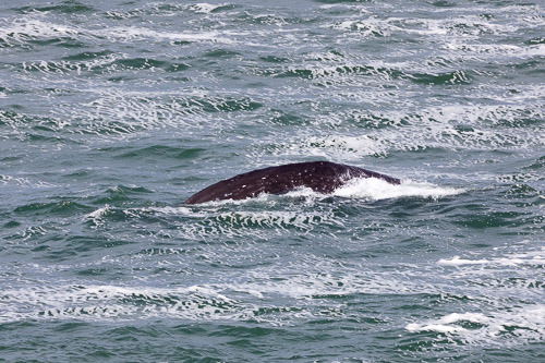 Oregon-Coast-IMG_9891.jpg Oregon-Coast-IMG_9891.jpg