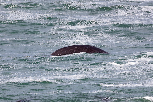 Oregon-Coast-IMG_9892.jpg Oregon-Coast-IMG_9892.jpg