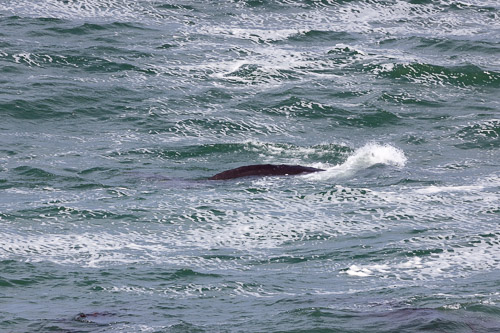 Oregon-Coast-IMG_9893.jpg Oregon-Coast-IMG_9893.jpg