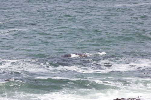 Oregon-Coast-IMG_9895.jpg Oregon-Coast-IMG_9895.jpg