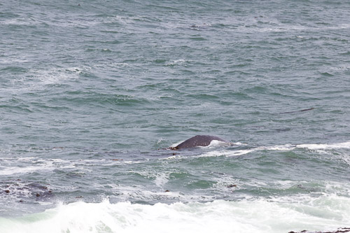 Oregon-Coast-IMG_9896.jpg Oregon-Coast-IMG_9896.jpg