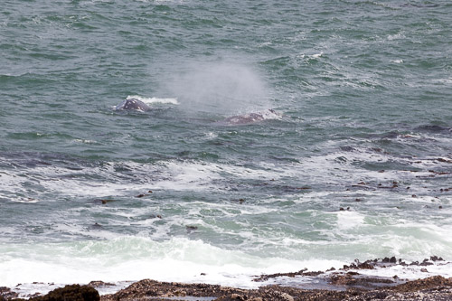 Oregon-Coast-IMG_9897.jpg Oregon-Coast-IMG_9897.jpg