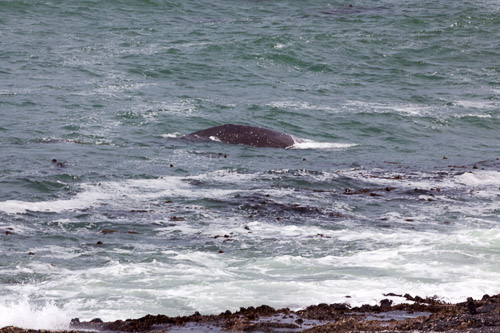 Oregon-Coast-IMG_9901.jpg Oregon-Coast-IMG_9901.jpg