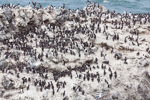 Oregon-Coast-IMG_9905.jpg Oregon-Coast-IMG_9905.jpg