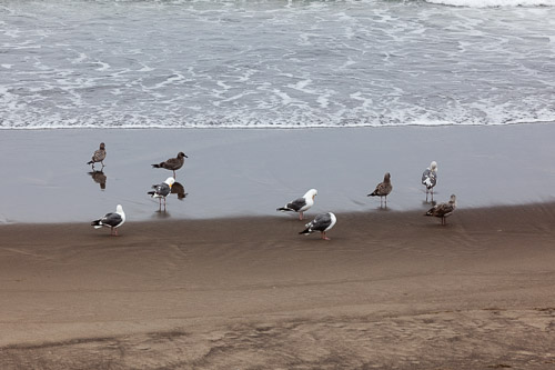 Oregon-Coast-IMG_9919.jpg Oregon-Coast-IMG_9919.jpg