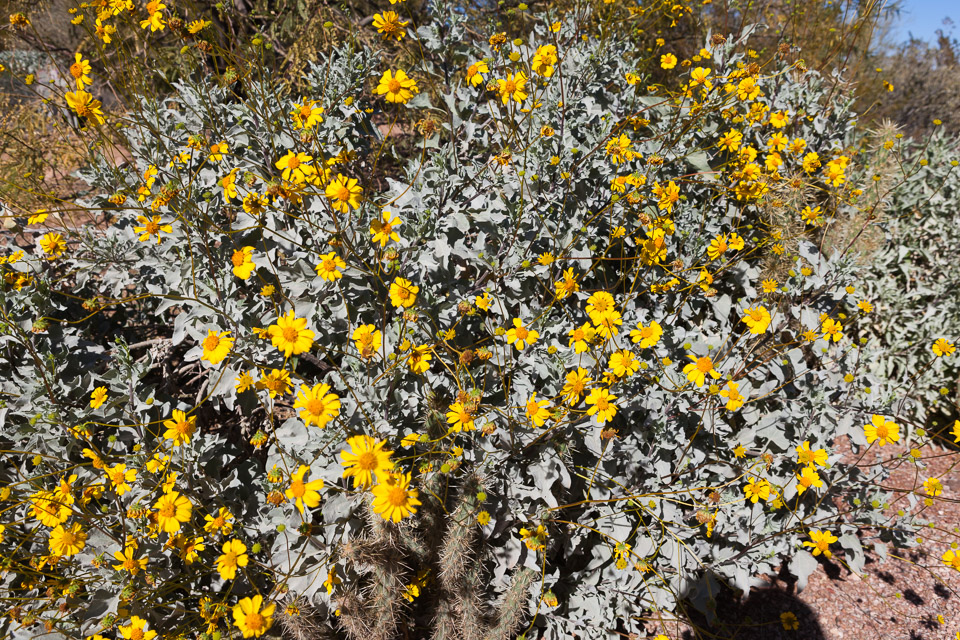 Desert-Botanical-Garden-3874.jpg