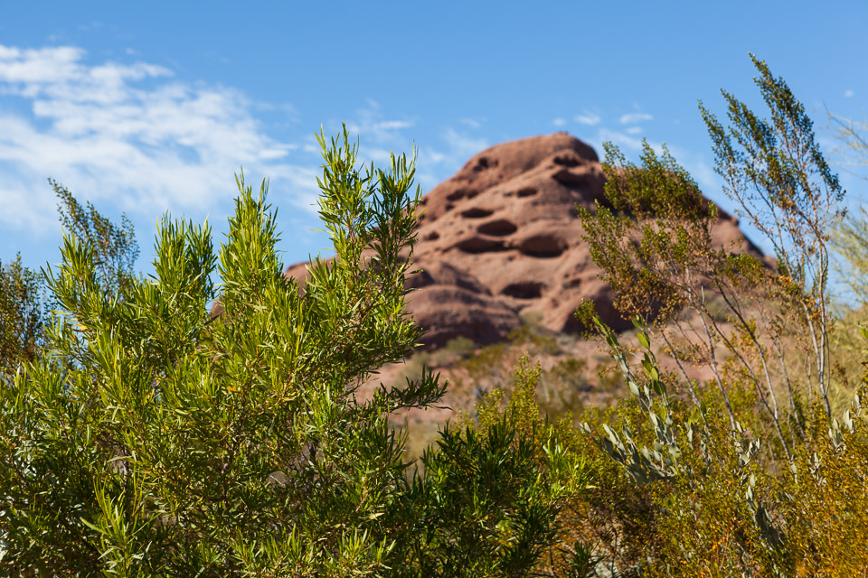 Desert-Botanical-Garden-3875.jpg