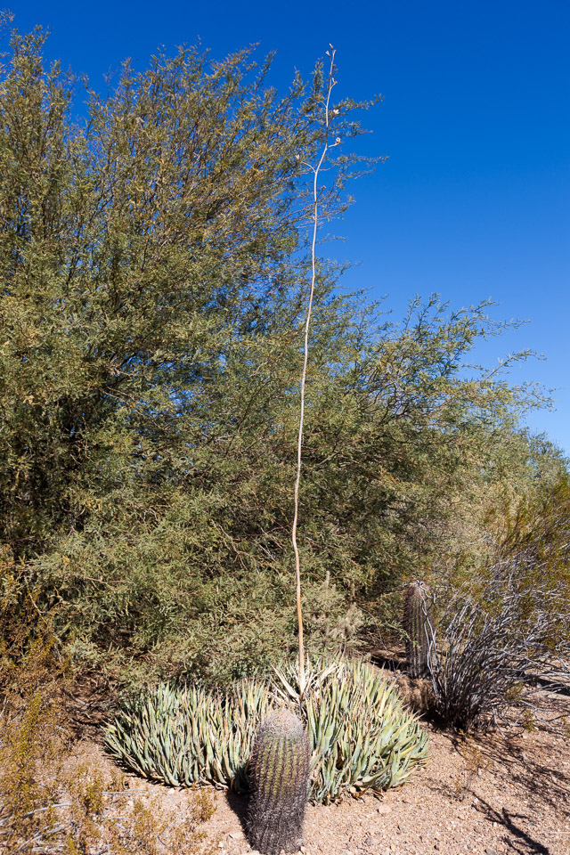 Desert-Botanical-Garden-3878.jpg